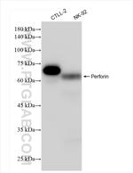 Perforin Antibody in Western Blot (WB)