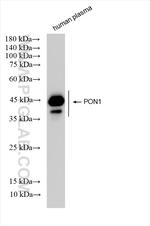 PON1 Antibody in Western Blot (WB)