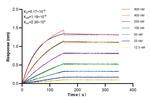 AGXT2L1 Antibody in Surface plasmon resonance (SPR)