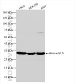 Histone H1.0 Antibody in Western Blot (WB)