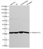 Histone H1.0 Antibody in Western Blot (WB)