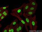 Histone H1.0 Antibody in Immunocytochemistry (ICC/IF)