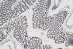 Histone H1.0 Antibody in Immunohistochemistry (Paraffin) (IHC (P))