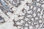 Histone H1.0 Antibody in Immunohistochemistry (Paraffin) (IHC (P))