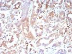 CASP7/Caspase-7 Monoclonal Antibody (CASP7/9052)