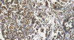 PARP4 Antibody in Immunohistochemistry (Paraffin) (IHC (P))
