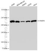 PARP4 Antibody in Western Blot (WB)
