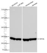 KIF5A Antibody in Western Blot (WB)