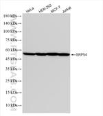 SRP54 Antibody in Western Blot (WB)