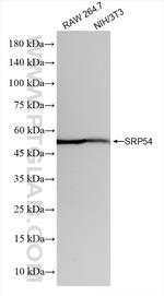 SRP54 Antibody in Western Blot (WB)
