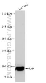 FAP Antibody in Western Blot (WB)