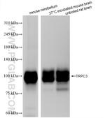 TRPC3 Antibody in Western Blot (WB)