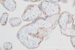 CSF2RA/CD116 Antibody in Immunohistochemistry (Paraffin) (IHC (P))