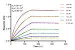 CSF2RA/CD116 Antibody in Surface plasmon resonance (SPR)
