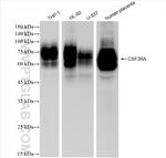 CSF2RA/CD116 Antibody in Western Blot (WB)