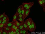 PEG3 Antibody in Immunocytochemistry (ICC/IF)