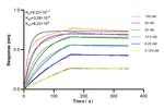 PEG3 Antibody in Surface plasmon resonance (SPR)