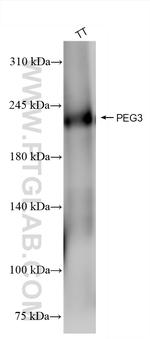PEG3 Antibody in Western Blot (WB)