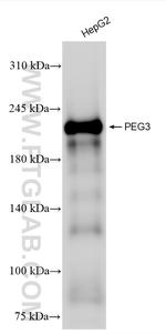PEG3 Antibody in Western Blot (WB)