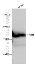TGM1 Antibody in Western Blot (WB)