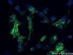 L1CAM Antibody in Immunocytochemistry (ICC/IF)