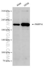 PARP14 Antibody in Western Blot (WB)