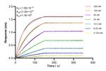 PRC1 Antibody in Surface plasmon resonance (SPR)