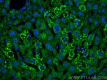 APOB Antibody in Immunohistochemistry (PFA fixed) (IHC (PFA))
