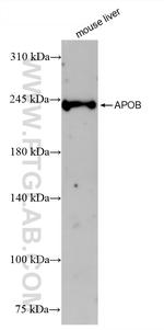 APOB Antibody in Western Blot (WB)