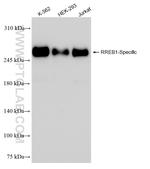 RREB1 Antibody in Western Blot (WB)