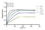 DSG1 Antibody in Surface plasmon resonance (SPR)