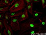 RNF40 Antibody in Immunocytochemistry (ICC/IF)