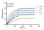RNF40 Antibody in Surface plasmon resonance (SPR)