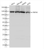 RNF40 Antibody in Western Blot (WB)