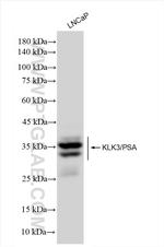 KLK3/PSA Antibody in Western Blot (WB)