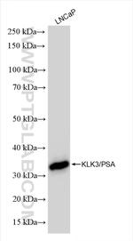 KLK3/PSA Antibody in Western Blot (WB)