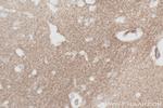 IDO1 Antibody in Immunohistochemistry (Paraffin) (IHC (P))