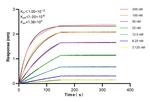 IDO1 Antibody in Surface plasmon resonance (SPR)