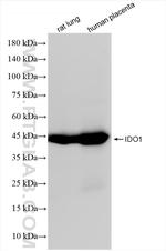 IDO1 Antibody in Western Blot (WB)