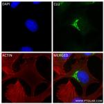 Clusterin Antibody in Immunocytochemistry (ICC/IF)