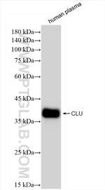 Clusterin Antibody in Western Blot (WB)