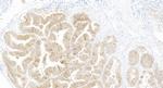 EPCAM/CD326 Antibody in Immunohistochemistry (Paraffin) (IHC (P))