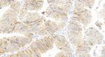 EPCAM/CD326 Antibody in Immunohistochemistry (Paraffin) (IHC (P))