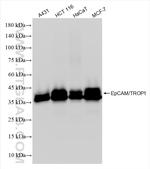 EPCAM/CD326 Antibody in Western Blot (WB)