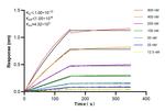FKBP2 Antibody in Surface plasmon resonance (SPR)