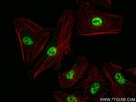 PCF11 Antibody in Immunocytochemistry (ICC/IF)