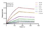 PCF11 Antibody in Surface plasmon resonance (SPR)