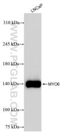 MYO6 Antibody in Western Blot (WB)