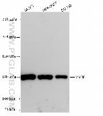 MYO6 Antibody in Western Blot (WB)