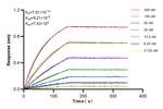 Pentraxin 3 Antibody in Surface plasmon resonance (SPR)